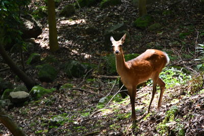 Deer standing in a forest