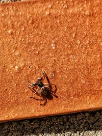 High angle view of spider on sand