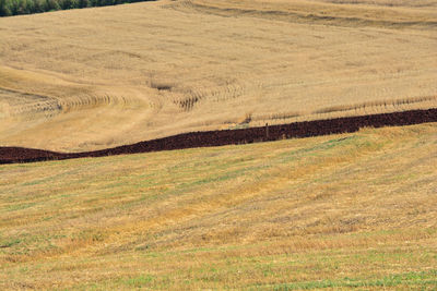 Scenic view of field