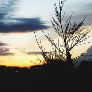 Close-up of silhouette plants on field against sunset sky