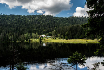 Scenic view of lake in forest against sky