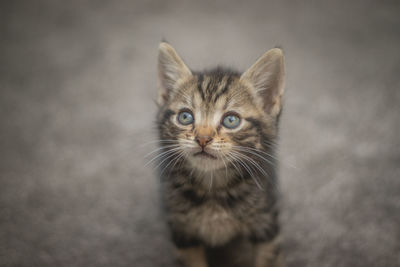 Portrait of tabby kitten