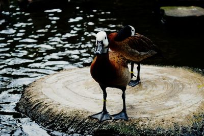 High angle view of duck in lake