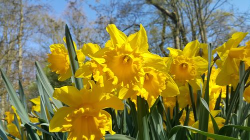 Close-up of yellow daffodil flowers