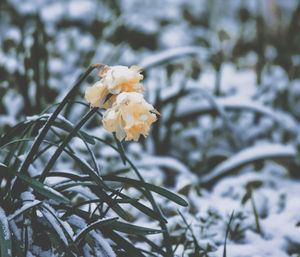 Close-up of white flowering plant