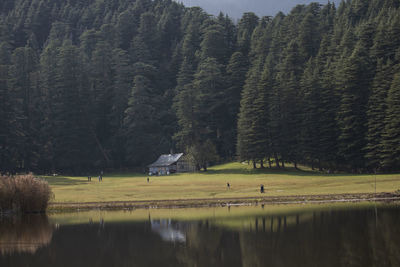 Scenic view of lake in forest