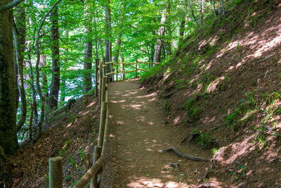 Trail amidst trees in forest