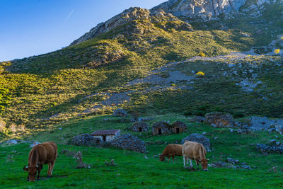 Horses grazing in a field