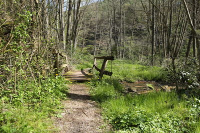 Boardwalk amidst trees in forest