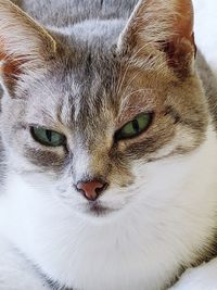 Close-up portrait of a cat