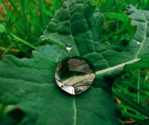 High angle view of water drops on leaves