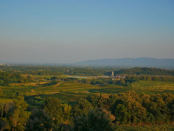 Scenic view of agricultural field against clear sky