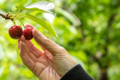 Cropped image of hand holding strawberry plant