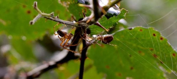 Close-up of insect on leaf