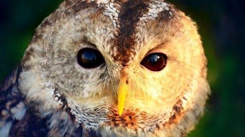 Close-up portrait of a owl