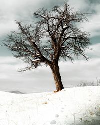 Bare tree on snow covered land