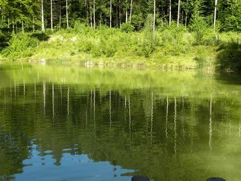 Scenic view of lake in forest