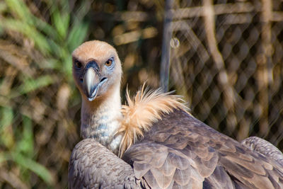 Close-up of eagle