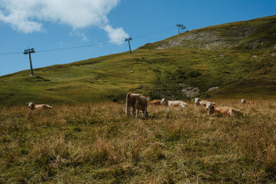 Cows grazing in a field