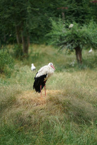 Side view of a bird on land
