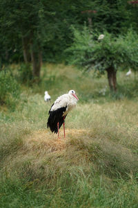 Side view of a bird on land