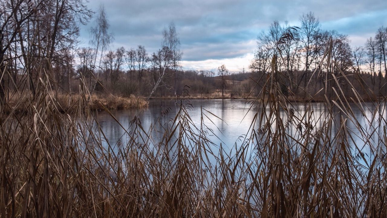 REFLECTION OF BARE TREES IN LAKE