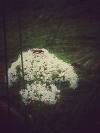 Close-up of white flowers