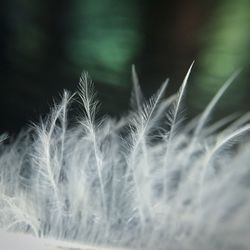 Close-up of plant against blurred background