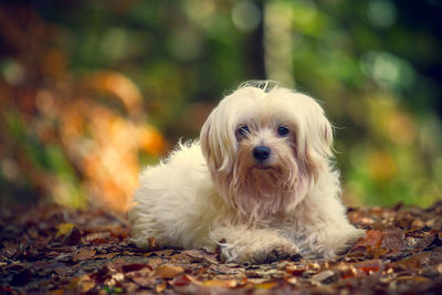 Portrait of maltese relaxing on ground during autumn