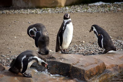 High angle view of penguins on rock