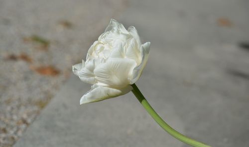 Close-up of white flowering plant