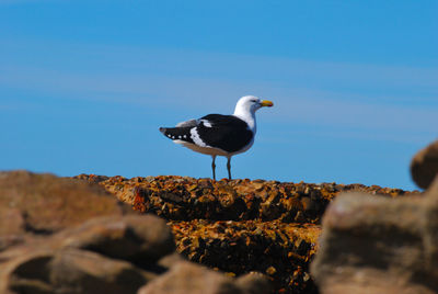 Seagull perching on rock