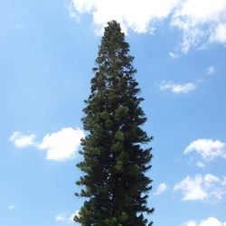 Low angle view of trees against blue sky