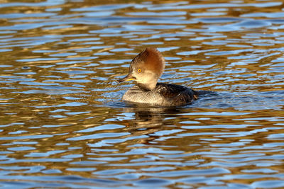 Duck swimming in lake