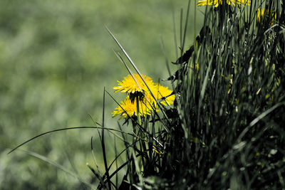 Close-up of insect on yellow flower