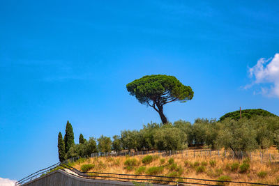 Trees on field against blue sky