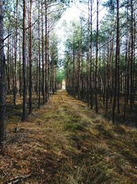 Panoramic shot of trees growing in forest