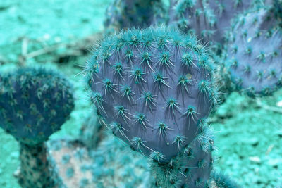 Close-up of cactus plant growing on field