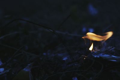 Close-up of burning sticks in forest