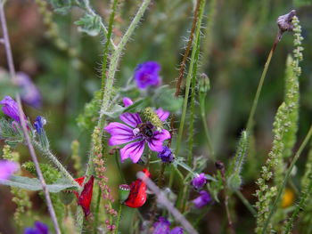 Close-up of bee on flower