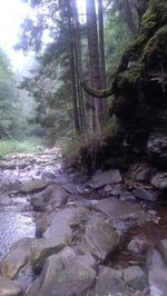 River flowing through forest