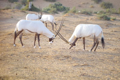 Dubai desert animals