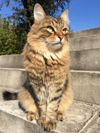 Close-up of cat on steps