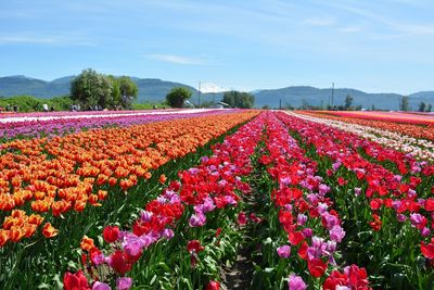 Flowers growing in field