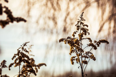 Low angle view of dry plant against sky