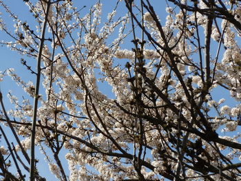 Low angle view of tree against sky