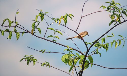 Low angle view of bird perching on tree