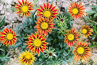 Close-up of flowers and plants