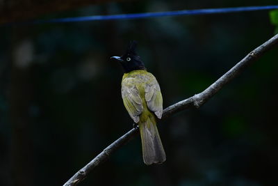 Close-up of bird perching on branch