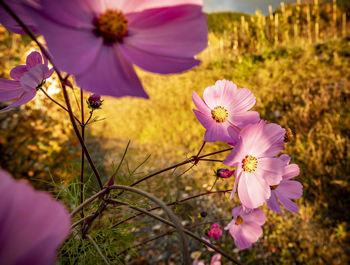Close-up of pink cosmos flowers on field